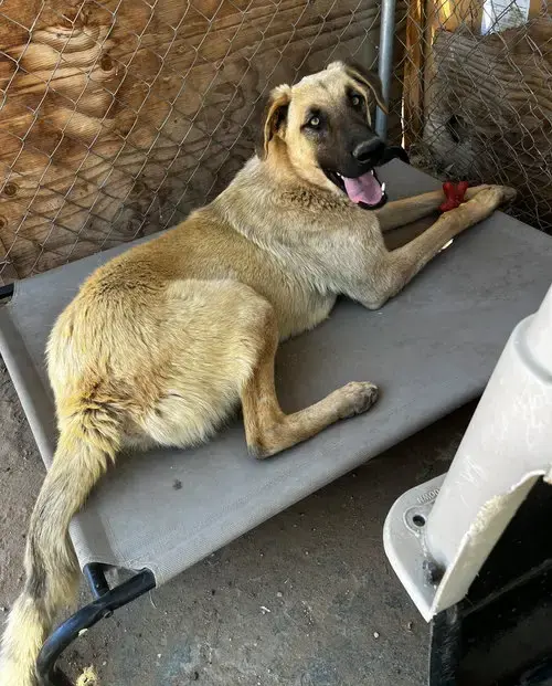 Corky- ** Wonderful Pal!