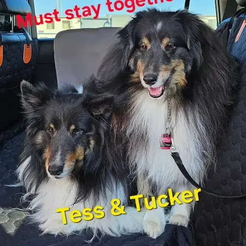 Tucker