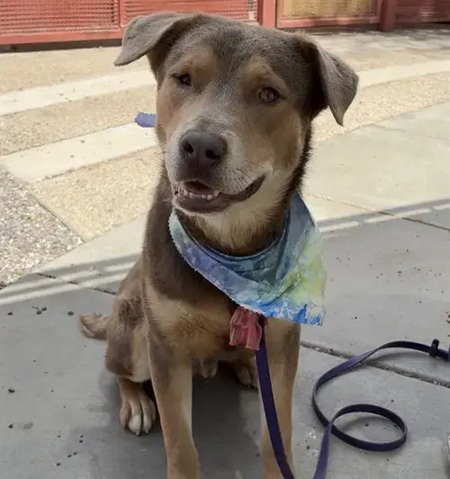 Snickerdoodle