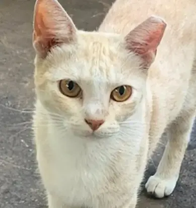 Oscar