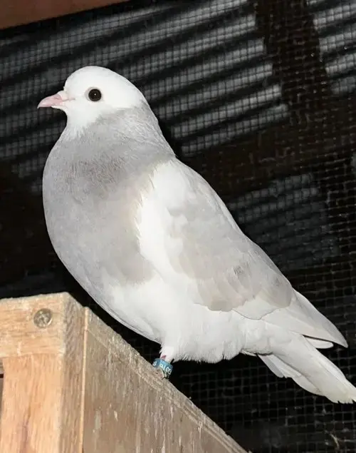 Silver W/Evan