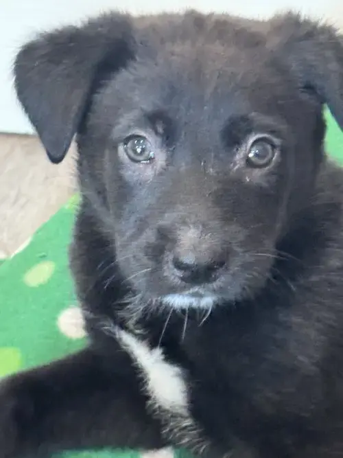 Rosie'S Puppy River