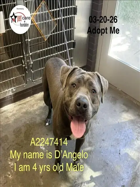 D'Angelo