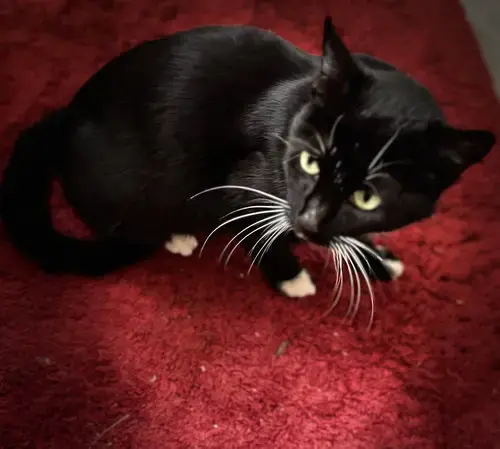 Whiskers