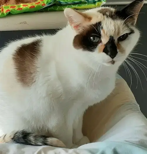Pebbles