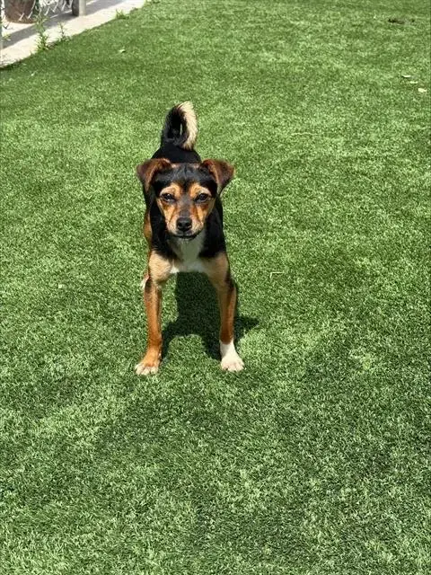 Zelda