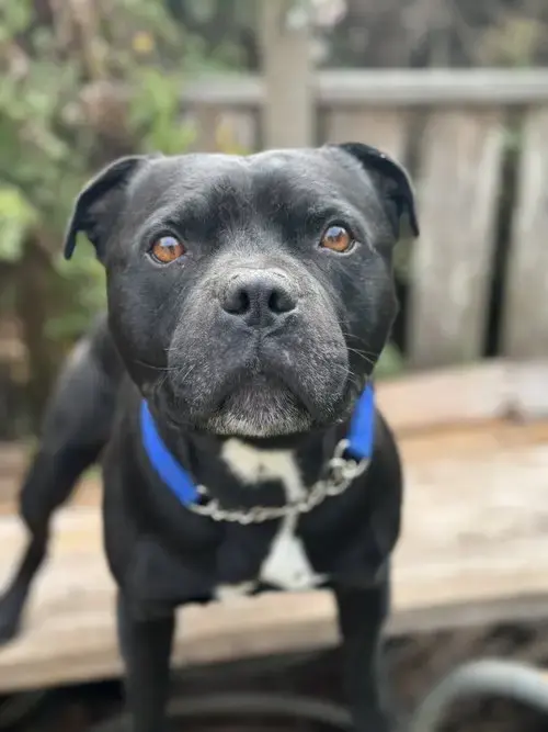 Beau