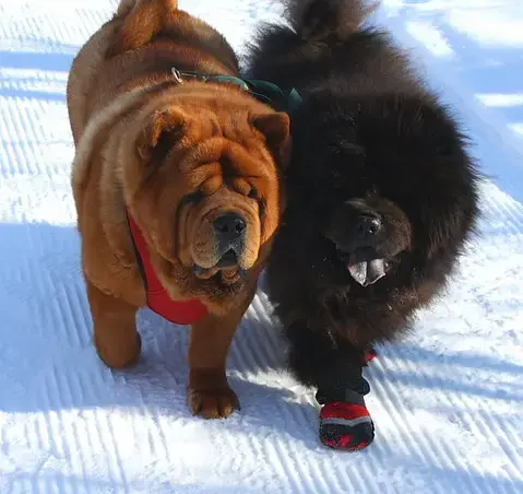Chow Chow *Foster Homes Needed*