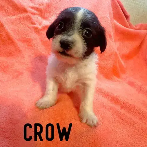 Crow