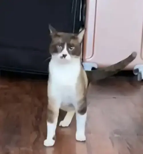 Azad