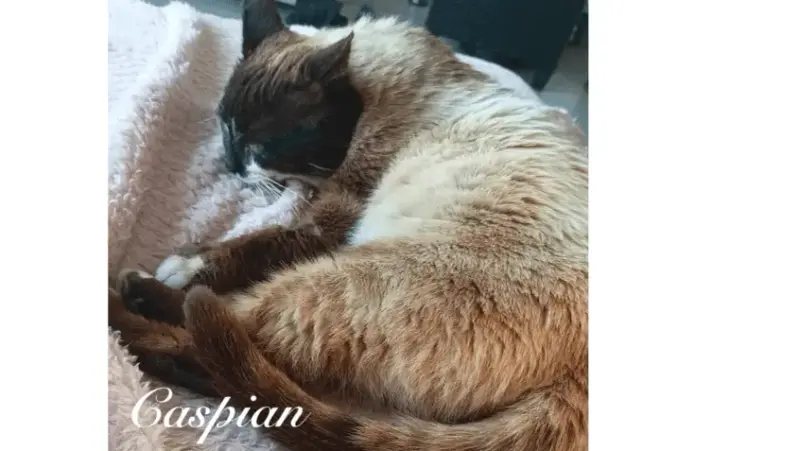 Caspian