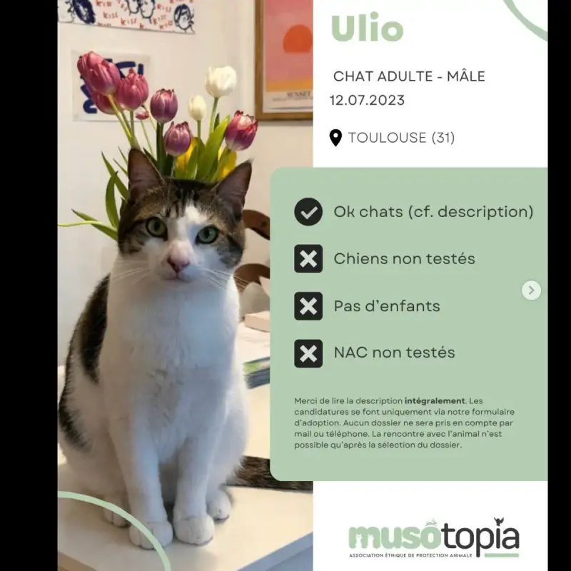 Ulio