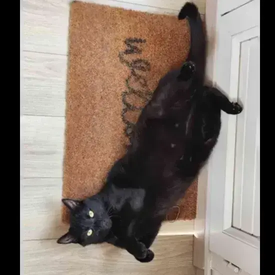 O'Malley