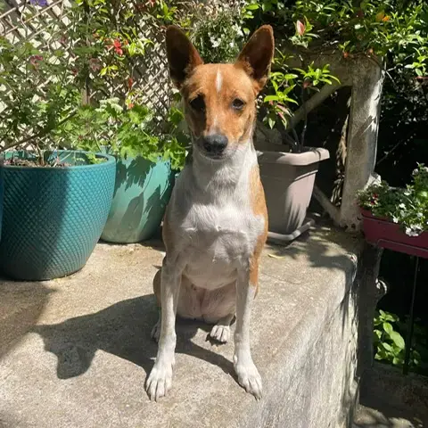 Alba