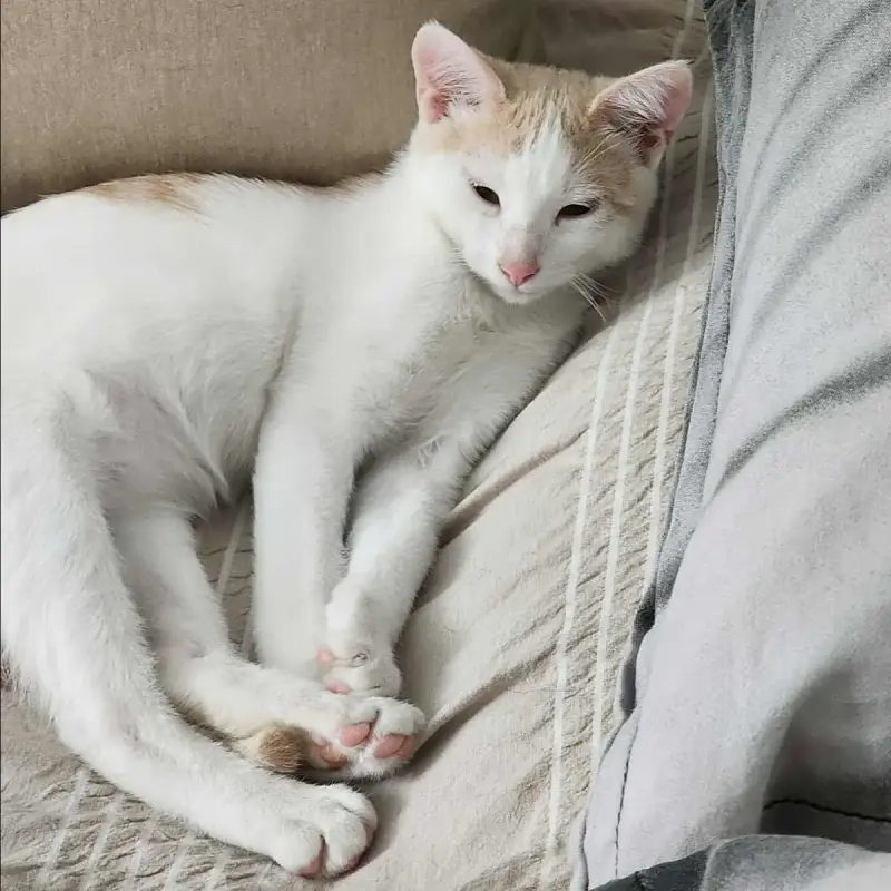 Luka