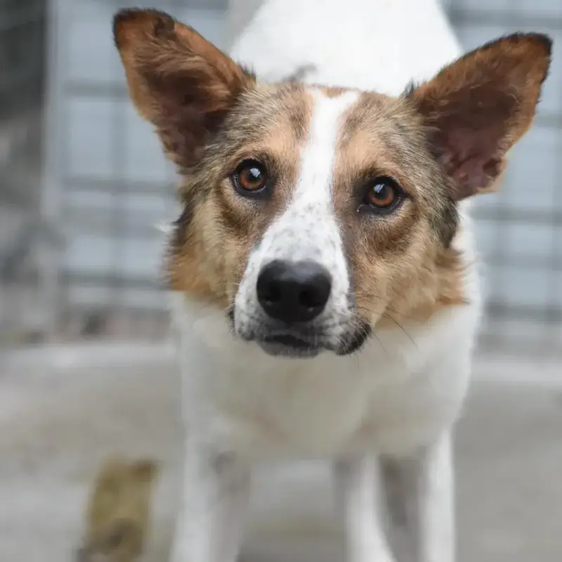 Sorina