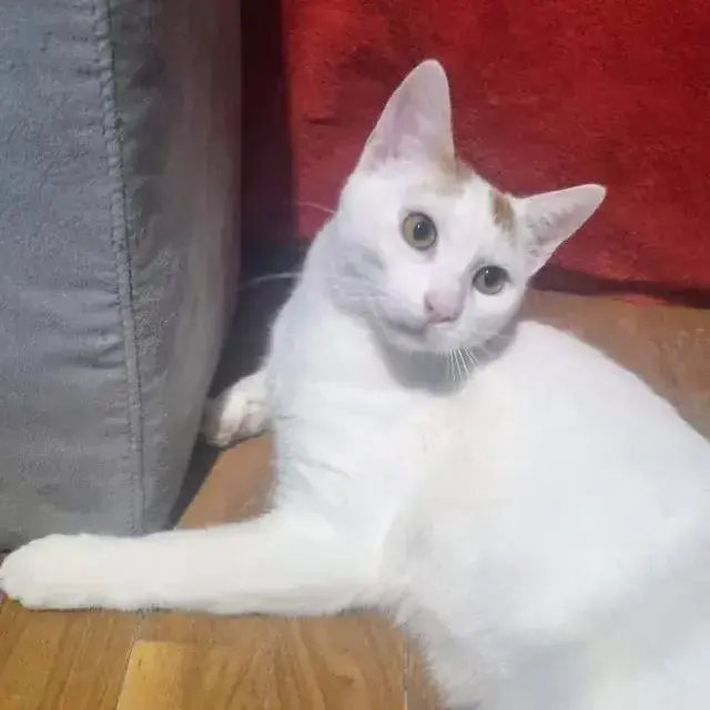 Loucky À Adopter Avec Son Frère Backy