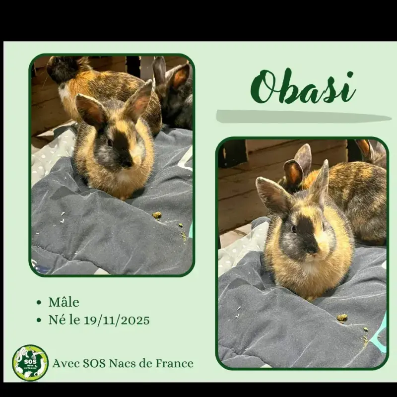 Obasi
