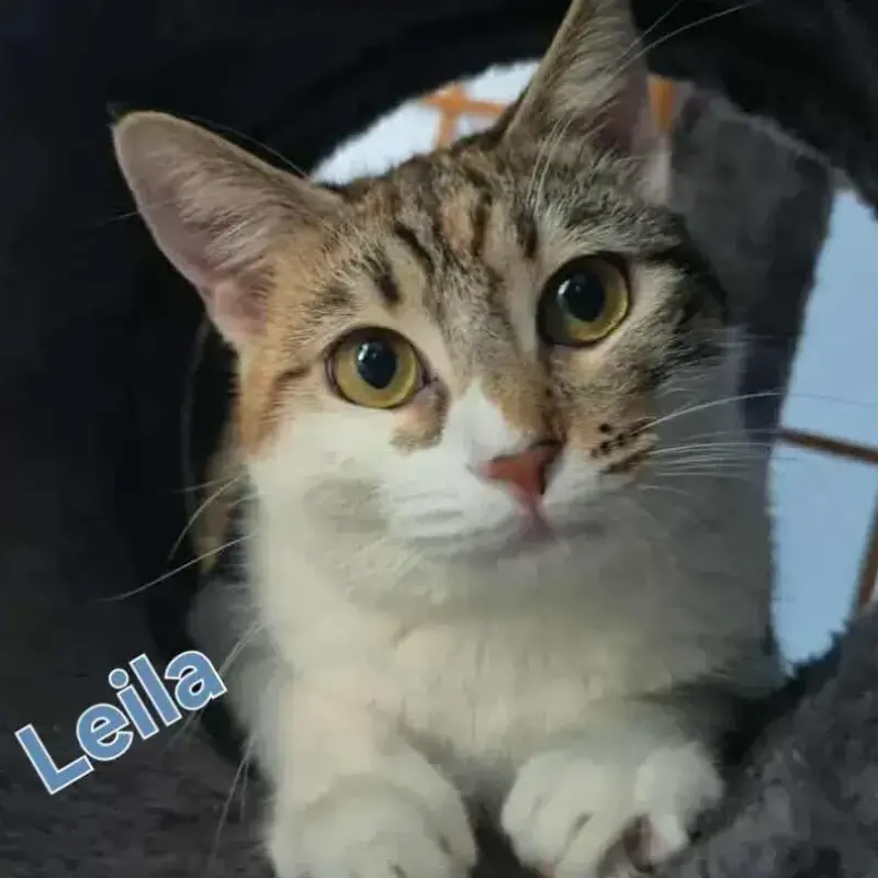 Leila