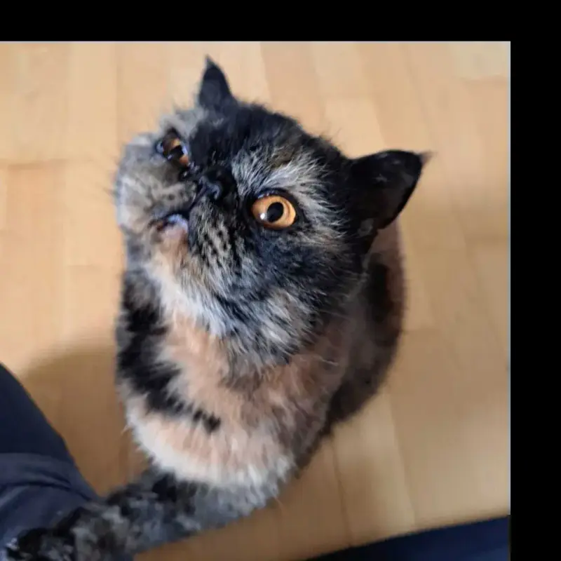 Saya