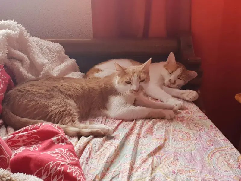 Pulco Et Praline