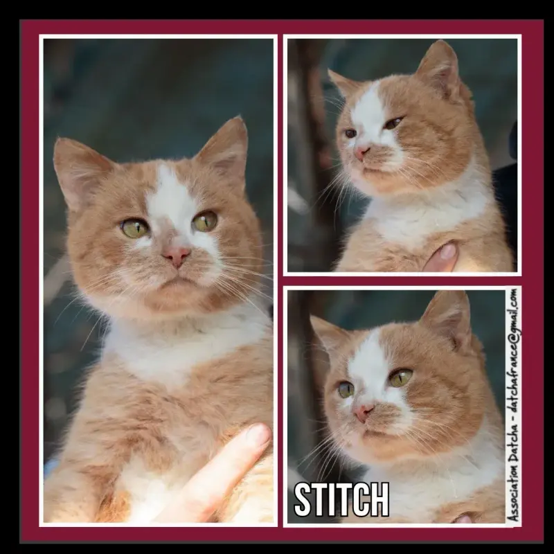 Stitch