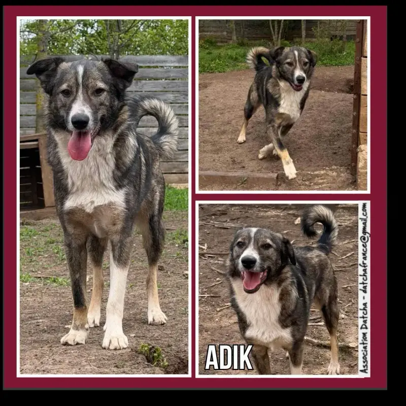 Adik