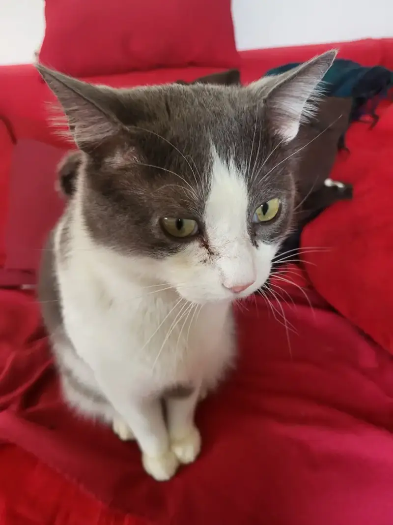 Merlin