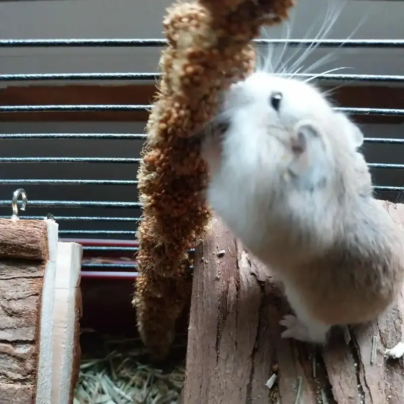 Mochi
