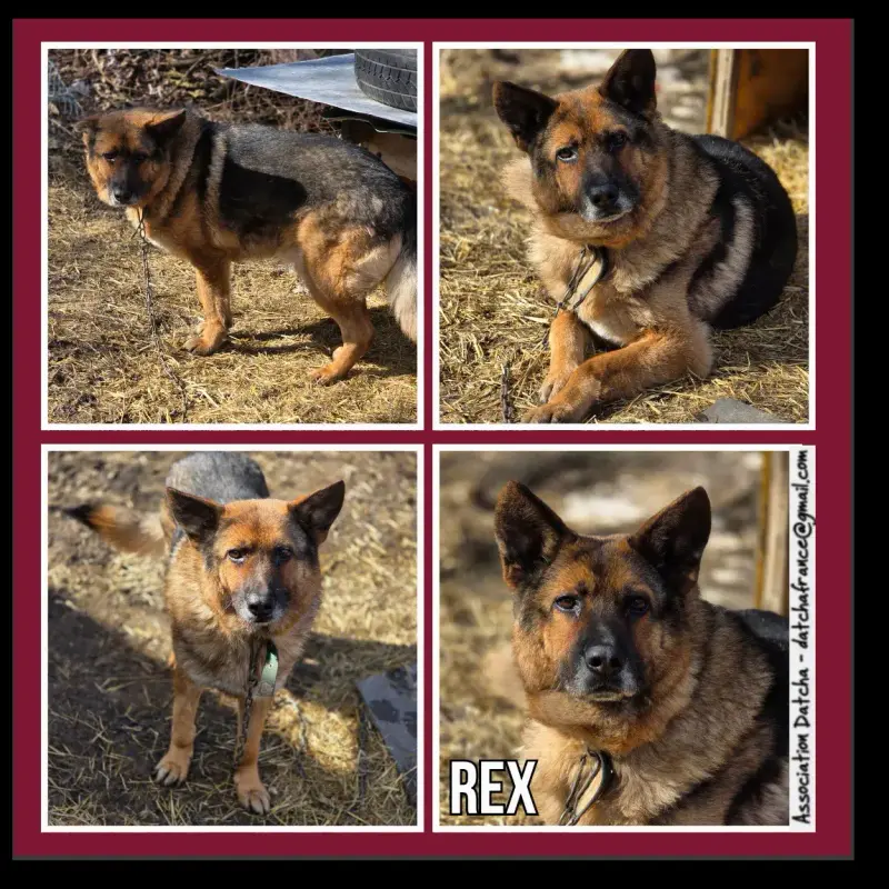 Rex