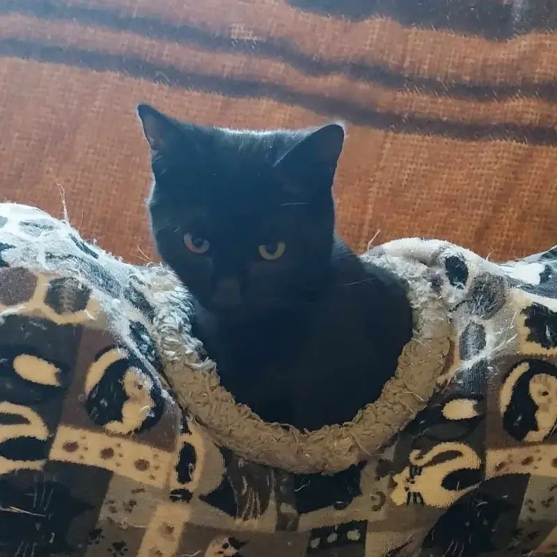 Julio