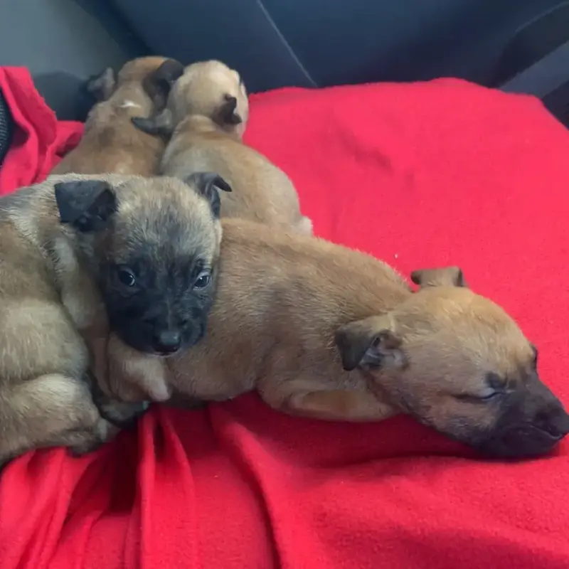 Bébés Malinoises