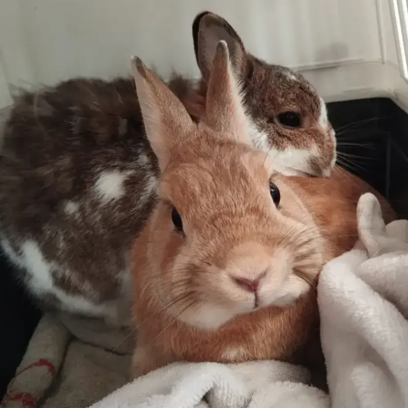 [A L'Adoption] Horus Et Nori