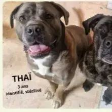Thaï Et Suzie