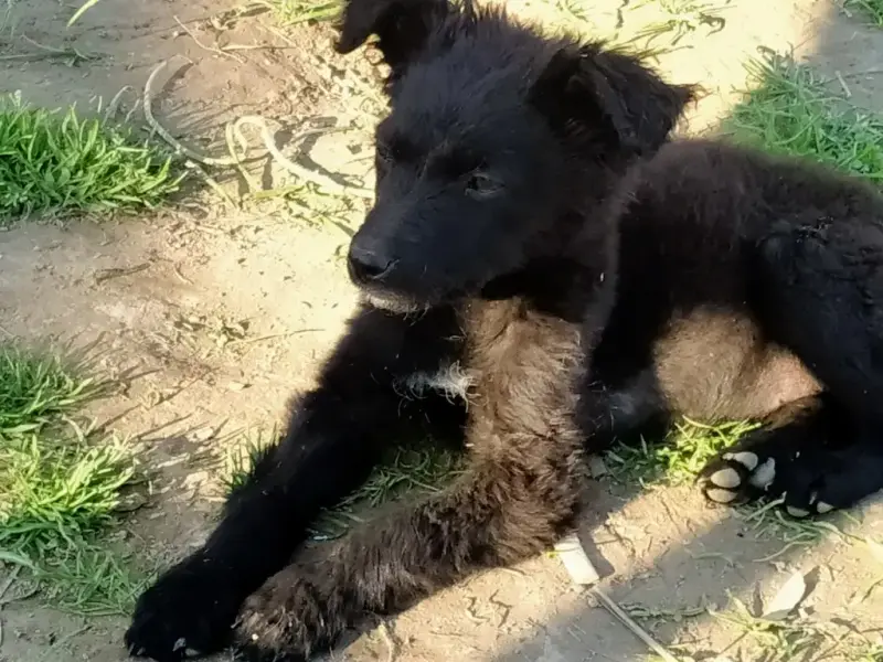 Fibi