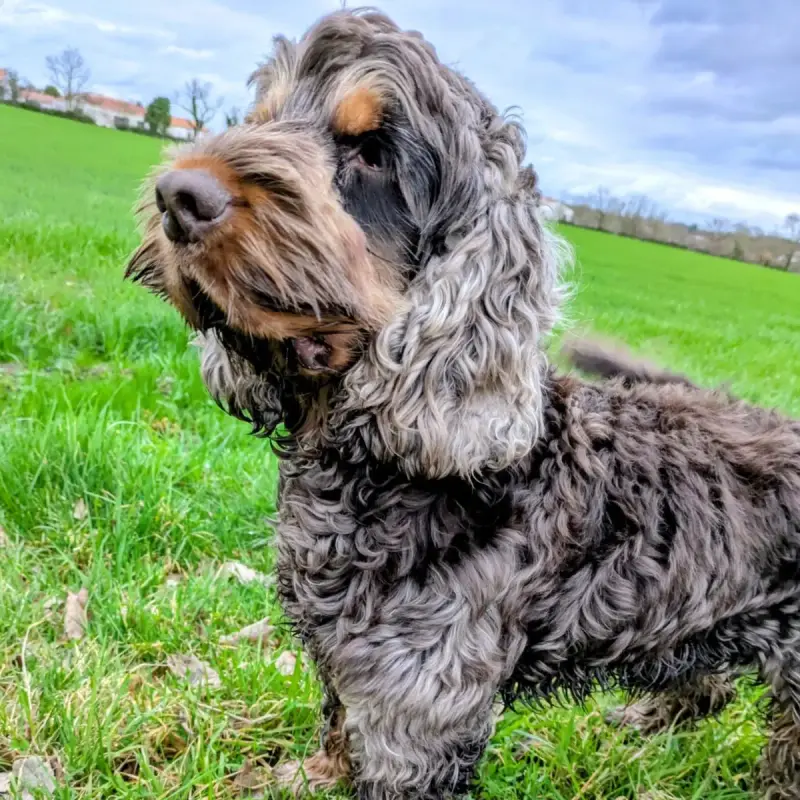 Usko