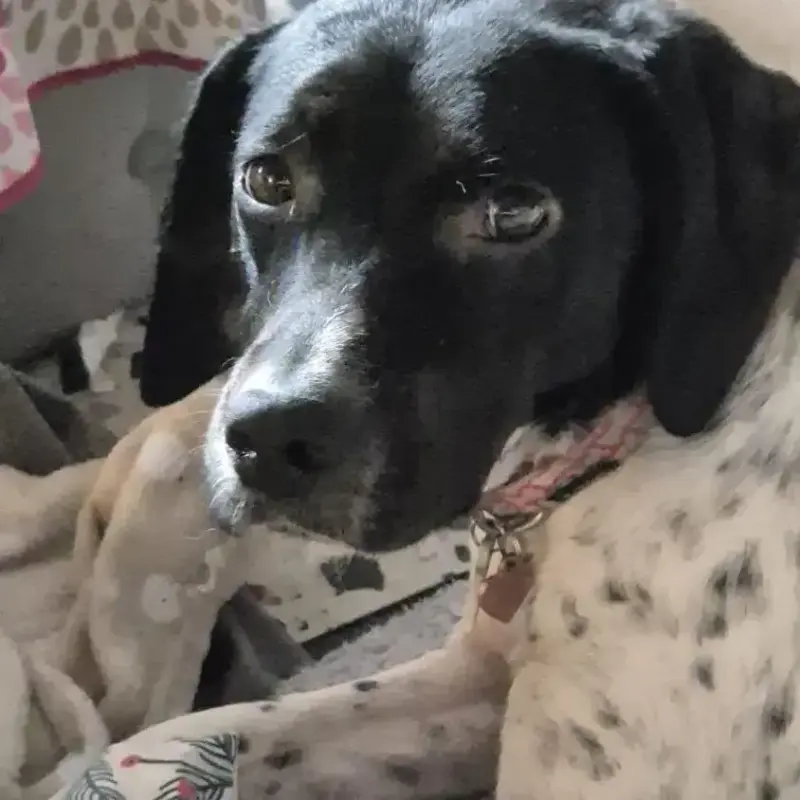 Nala