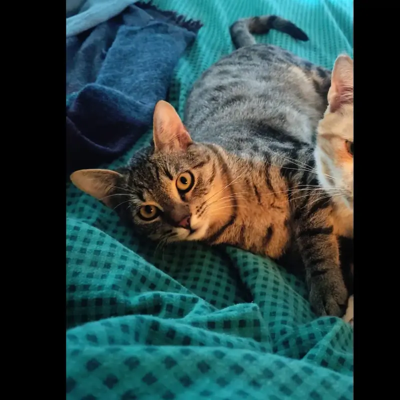 Archie