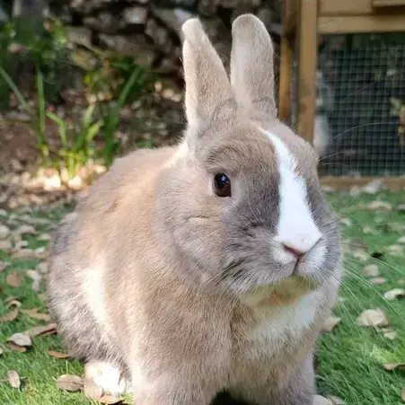 Flop