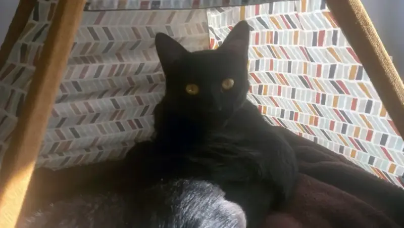 Mambo