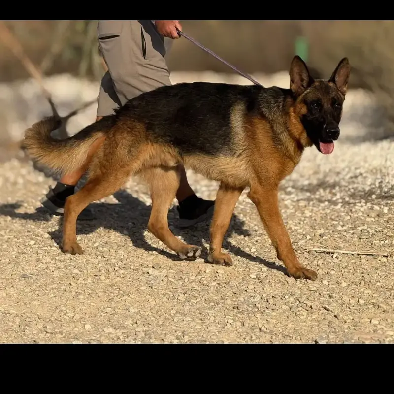 Tyson