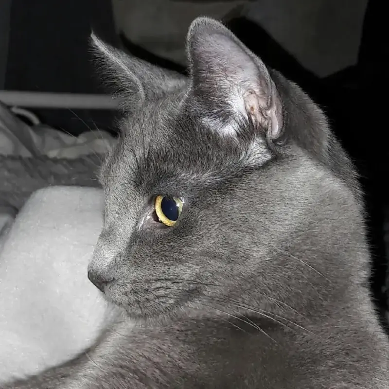 Noa