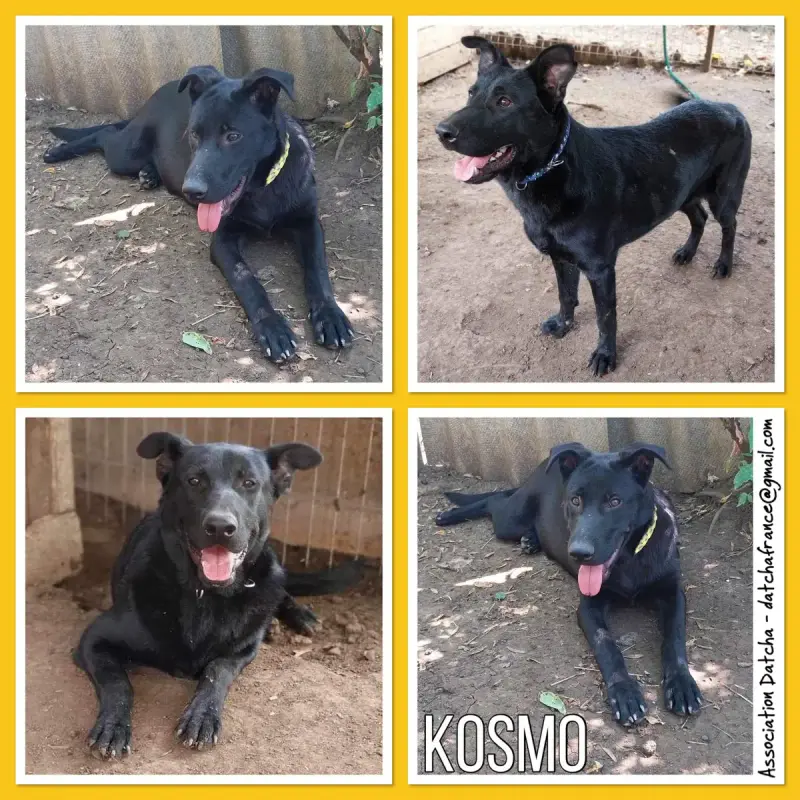 Kosmo