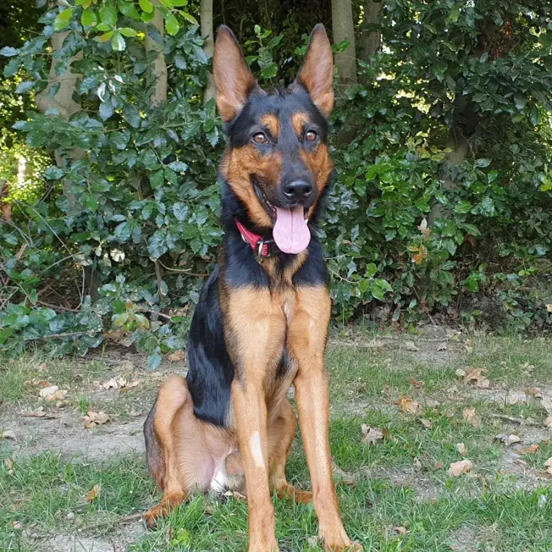 Rex