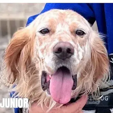 Junior