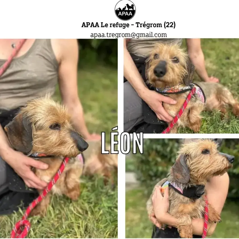 Leon