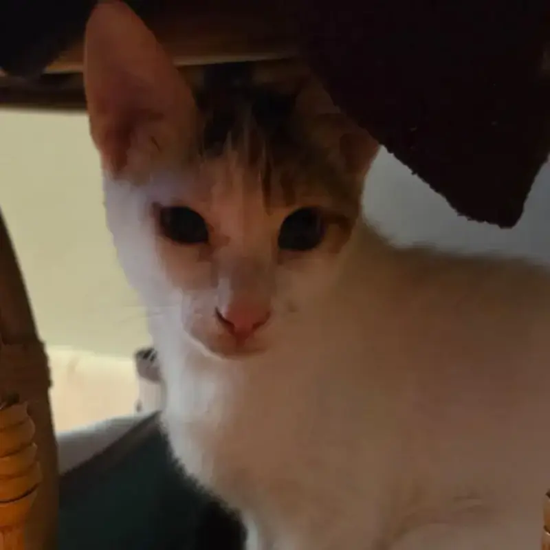 Macha