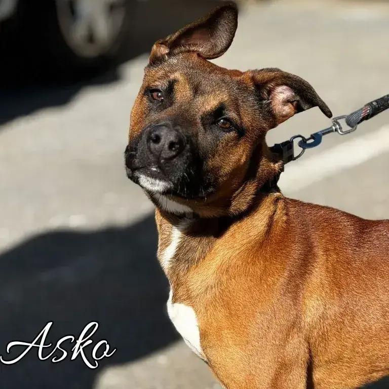 Asko