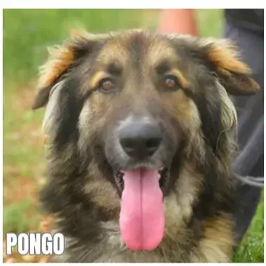 Pongo