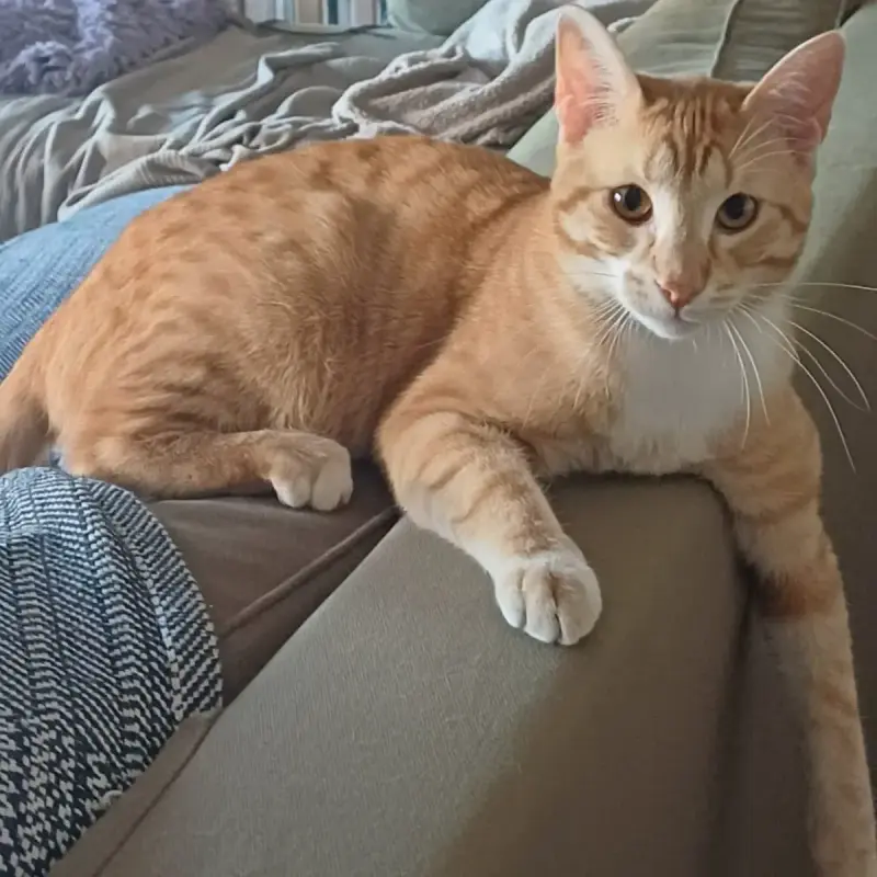 Marquis